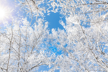 Birch trees on a frosty bright day. Winter sunny landscape.