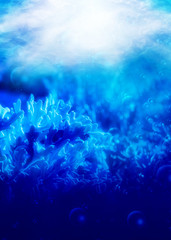 Fototapeta na wymiar Underwater floral scene