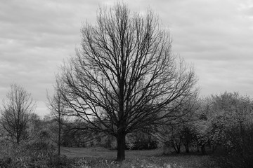 Naklejka premium Dramatic landscape image with huge tree. Black and white shot