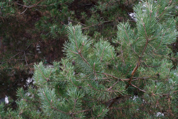 Close up shot of the fir tree. Shot with nice bokeh
