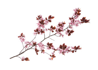 Blossoming branch with pink Cherry blossom flowers. Single spring tree branch with flowers and...