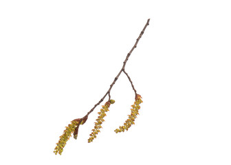 Blossoming branch with flowers. Single spring tree branch with flowers and buds, isolated on white background. Stick tree branch from nature for design.