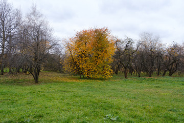 Fototapeta na wymiar Trees in early autumn. Yellow leaves on trees