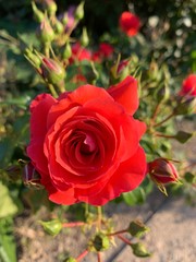 red rose in garden
