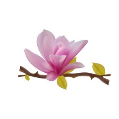 Magnolia liliiflora, Orchid tree with delicate pink flowers on white background. Background of spring holidays Magnolia