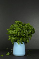 Fresh green basil bush on dark background in blue ceramic pot. Top view. Home garden florarium. Selective focus.