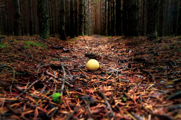 Light path in the forest. Get lost in the woods. The path between the pines. The yellow ball on the path shows the way.