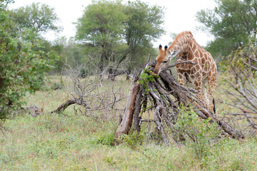 A Giraffe in the nature, Kruger National Park, Johannesburg, South Africa.
