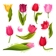 Bright Tulip Flowers with Large Buds and Green Pointed Leaves or Blades Vector Illustration
