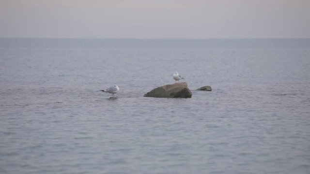 Ring-Billed Gulls Standing On The Rock And On The Calm Sea Water Near The Shore - Wide Shot