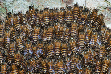 Bees stay holding at the tree branch.