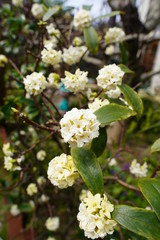 white flower 