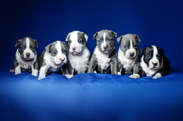 little cute puppies american staffordshire terrier dog beautiful photos on a blue background