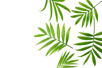 Coconut green leaves isolated on white background. top view