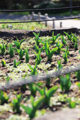 チューリップ畑