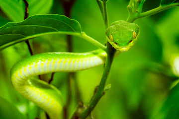 A  venomous green snake (Trimeresurus stejnegeri),Thailand.