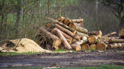 pile of logs in forest