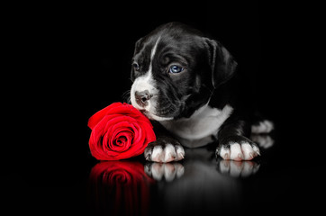 little cute puppies american staffordshire terrier dog beautiful photo on a black background