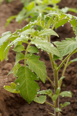 Young tomato plant on a garden bed in the morning.