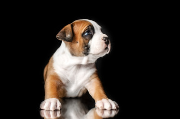 little cute puppies american staffordshire terrier dog beautiful photo on a black background