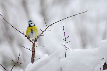 Blue tit sitting on branch tree in winter time