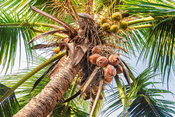 Palm tree with coconuts outdoors. The view from the bottom up.