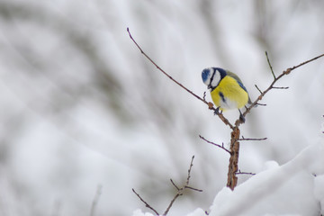 Blue tit sitting on branch tree in winter time