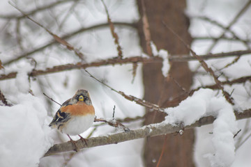 Finch bird winter in wildlife 