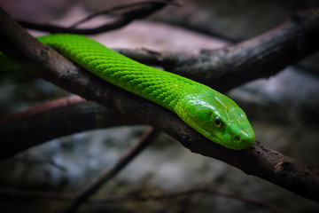 Green mamba moving in the branches.