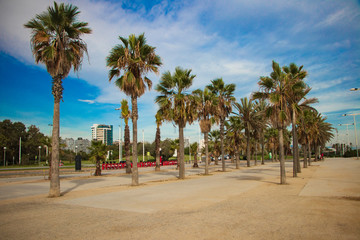 Fototapeta na wymiar palm trees on the beach-barcelona