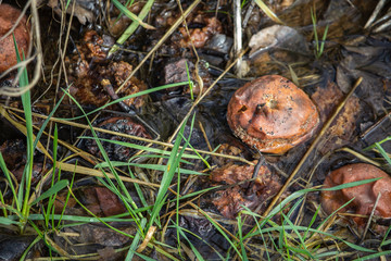 mushroom in grass