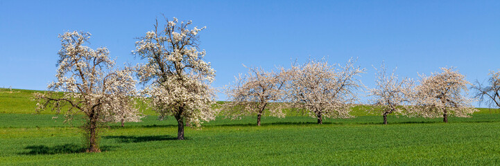 Kirschblüte Kirschbaum Banner