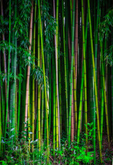 Bamboo garden in idyllic landscape