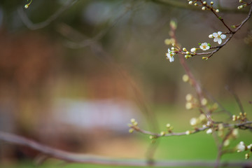 dew on leaf