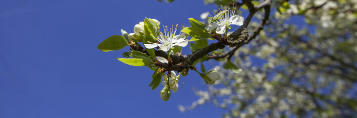 Frühling Kirschblüte Kirschbaum Banner