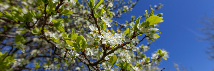 Frühling Kirschblüte Kirschbaum Banner