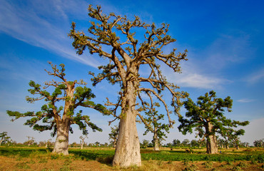 Panoramic of Baobas in Senegal lands. - obrazy, fototapety, plakaty