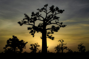 Fototapeta na wymiar Baobab sunset in Senegal lake. Africa.