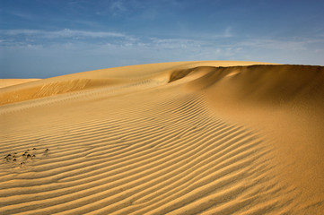 Fototapeta na wymiar Dune desert in Senegal. Africa.