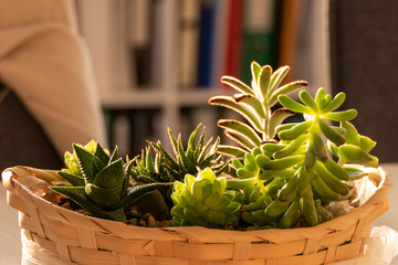 Decoration Basket with various green succulents