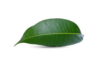 Obraz premium tropical leaf Plum isolated on white background