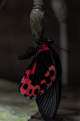 Swallowtail on cocon. beautiful tropical butterfly hatched from a cocoon