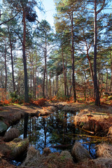 Salamandres pond in Fontainebleau forest