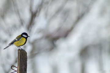 Parus major bird sitting on branch in winter time