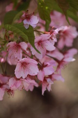 Obraz premium 河津桜