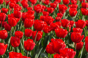 Red tulips in the garden; macro photography; blooming glades; bright background