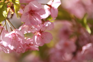河津桜