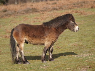 Rare Breed Pony