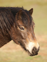 Fototapeta premium Exmoor Pony Headshot