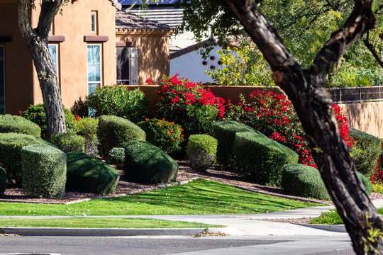 Manicured Landscape Yard In Arizona